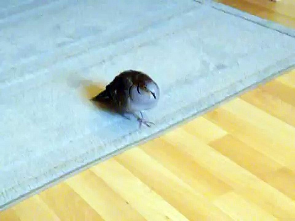 Roucoulement d'un pigeon