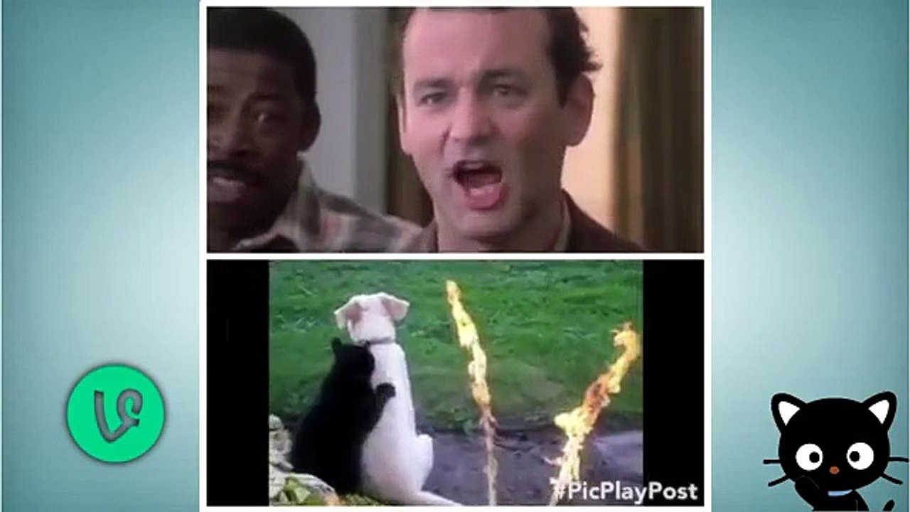 Ultimate cat vines compilation - Funny cats compilation