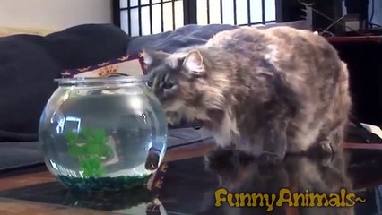 Ultimate cat vines compilation - Funny cats compilation