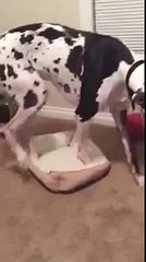 Funny Animal: Great Dane Too Big for Bed
