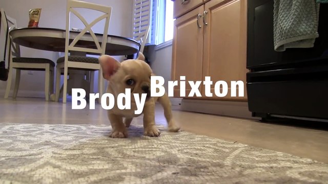 Funny Animal: French Bulldog Puppy Tricks 12 wks old Brody Brixton
