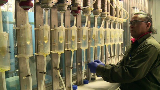 Bacterias, las nuevas mineras del cobre en Chile