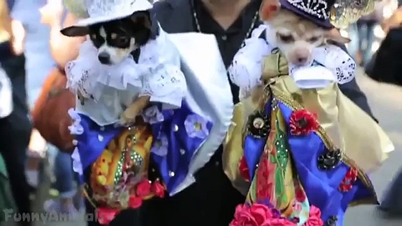 Cats and dogs wearing Halloween costumes - Funny and cute animal compilation