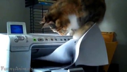 The Best of Cats vs. Printers Compilation