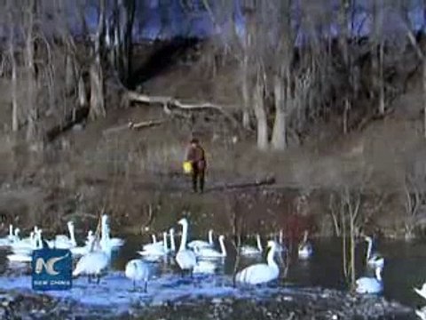 In 22 yrs Chinese fisherman plays host to wild swans in winter 2015