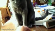 Cats Being Jerks Video Compilation || FailArmy