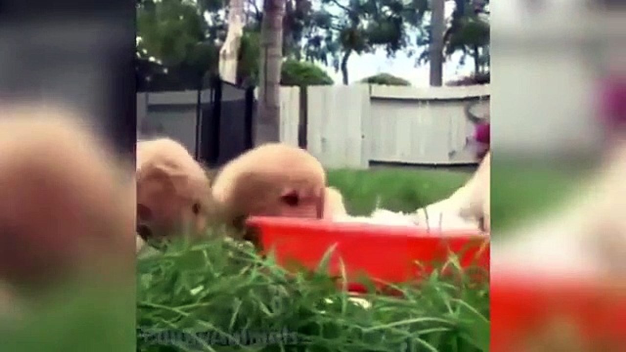 Funny Animals Vine Compilation | June 2015 | TALKING ANIMALS, Cute Dogs and Cats