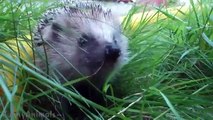 Cute And Funny Hedgehog Videos Compilation 2014 [NEW]