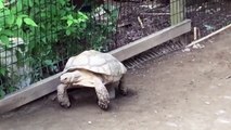 Une tortue bloquée sur pierre secourue par son amie