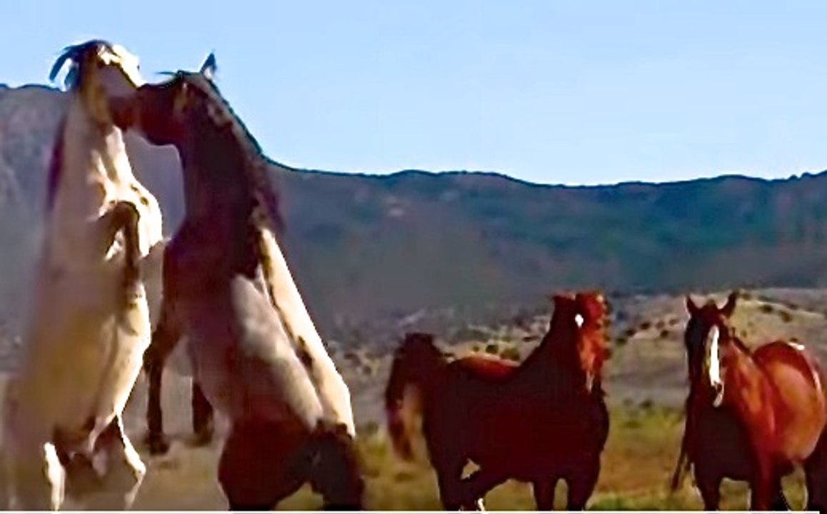 Old American Wild West singing and Wild Horses