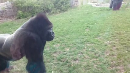 Un gorille attaque au zoo