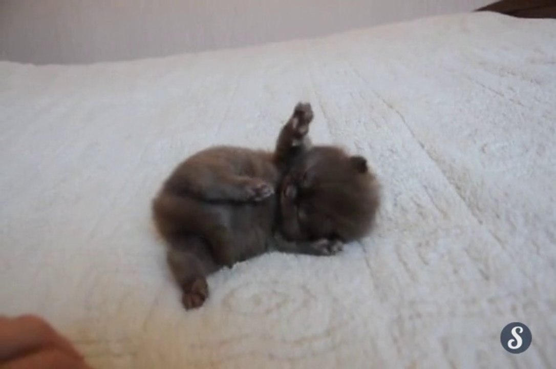Le chaton le plus mignon du monde