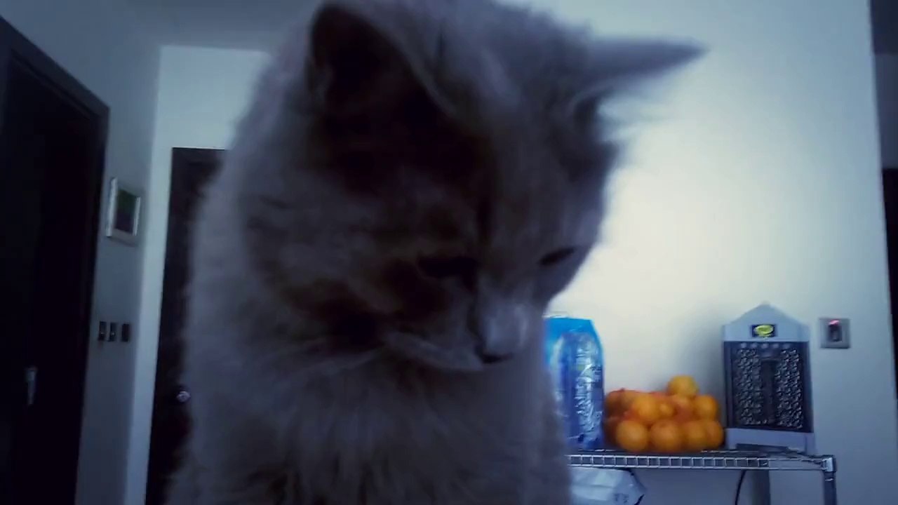 La réaction d'un chat face au bruit d'un bout de