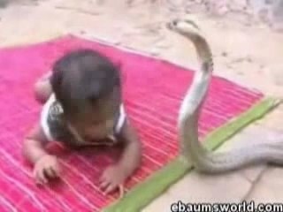 Bébé et les cobras en Inde