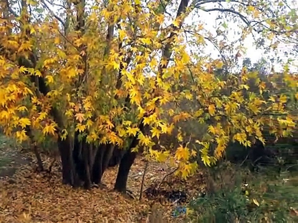 Yıldız Köyü-Sonbahardan kışa...hazırlık