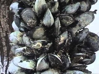 SFIDOJNE SHENDETESINE SARANDIOTET FESTOJNE ME MIDHJE TE FRESKETA PA FRIKE LAJM