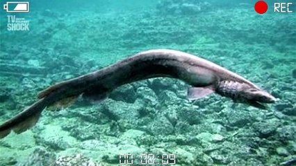 Поймана акула пережившая динозавров