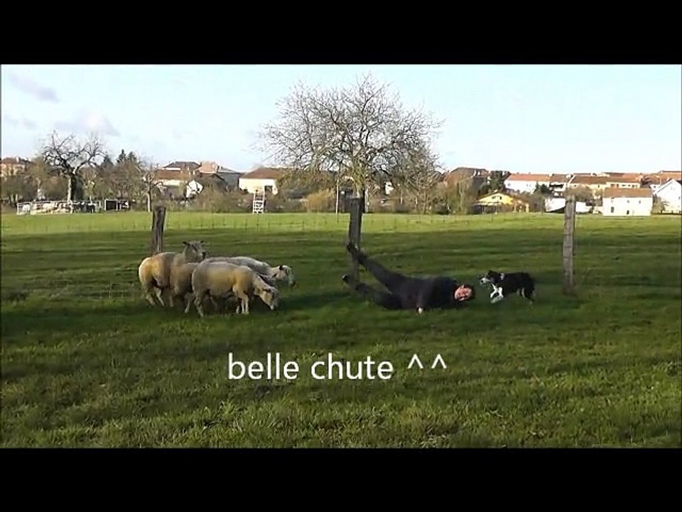 Lola 6 mois première fois au troupeau