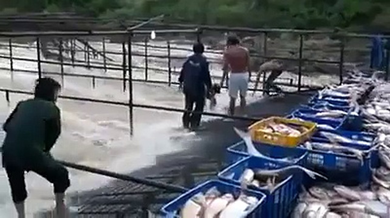Fish Heaven