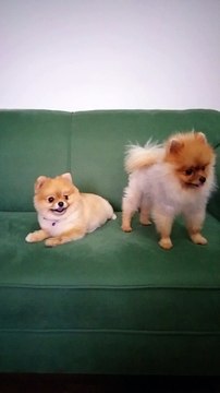 SATILIK BOO POMERANİAN THAİLAND SECERELİ YAVRULAR 05414501227