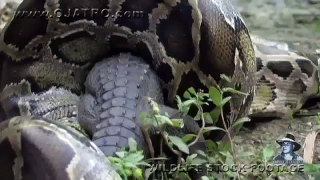 Un python qui mange un alligator...NORMAL ! - vidéo Dailymotion