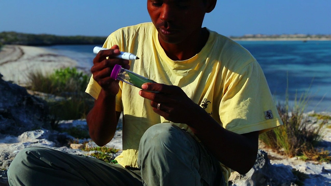 "Baobabs between Land and Sea"