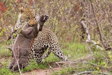 Leopard hunts Warthog