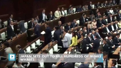 Japan Sets Out to Kill Hundreds of Minke Whales