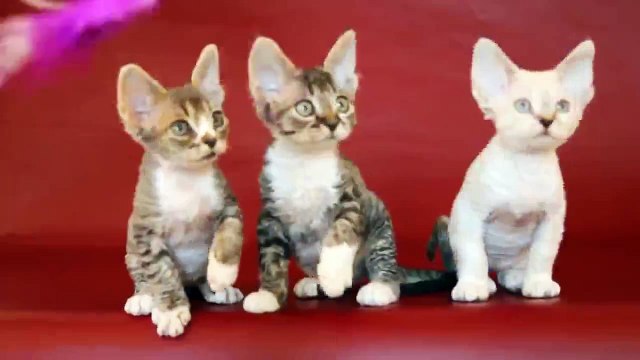 Коты танцуют! Супер позитив