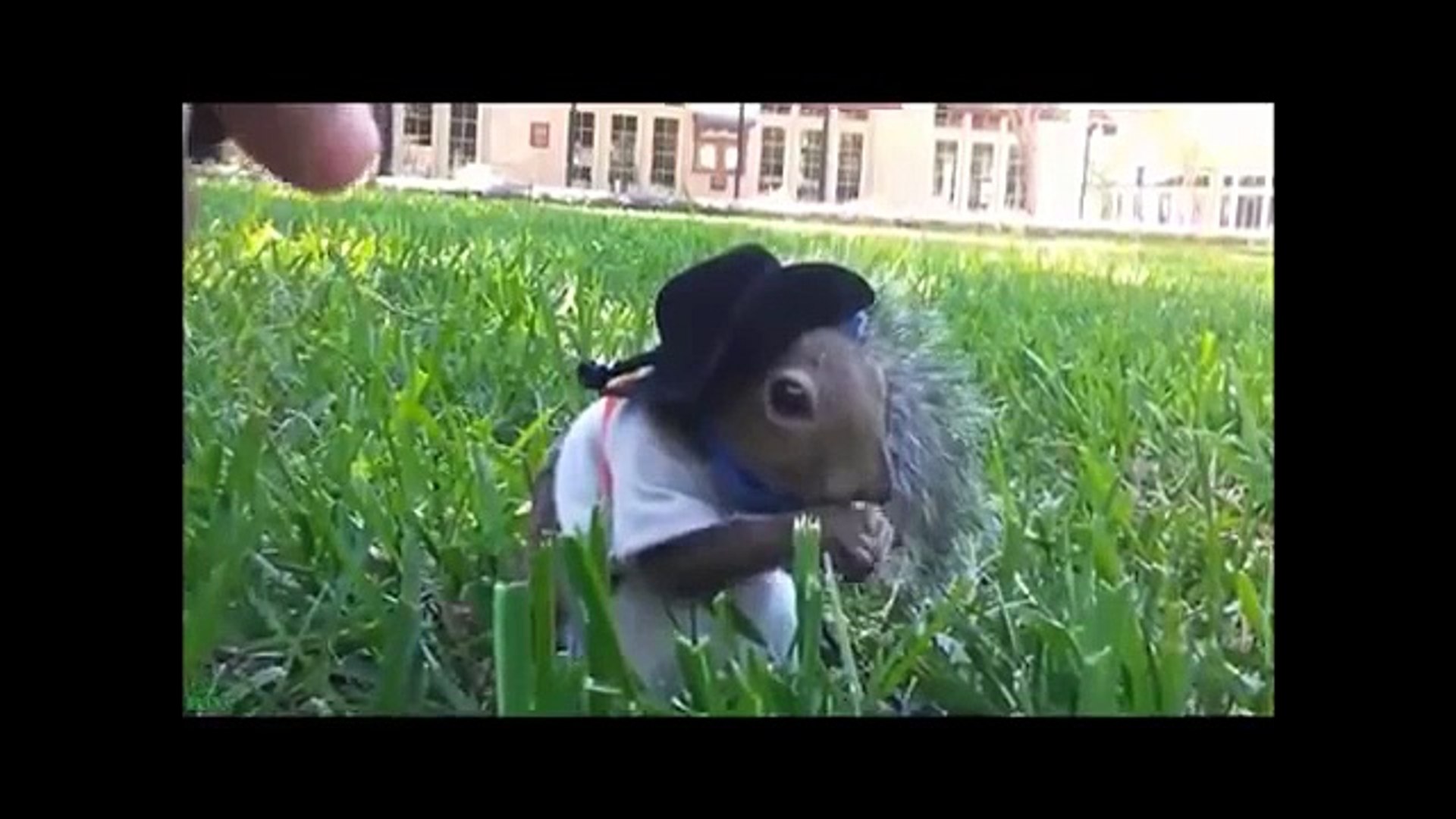 funny Animals- funny kids-funny baby-funny movies-funny dance