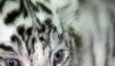 Chine : cinq bébés tigres blancs montrés au public dans un zoo du Yunnan