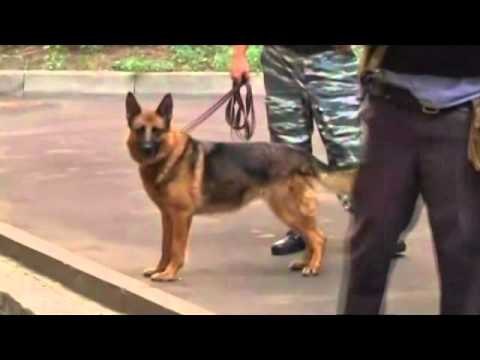 MADONNA APEL PUTINIT KENGETARJA KERKON LIRIMIN E “PUSSY RIOT” NGA BURGU LAJM