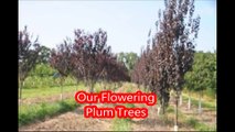 Trees That Are EZ to Grow..   Flowering Plum Trees at HH Farm