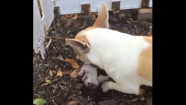 L'amour d'une maman chienne qui enterre son bébé mort