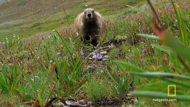 Olympic National Park | America’s National Parks