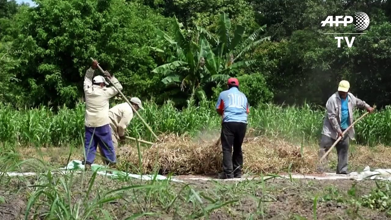 Central America tests drought-resistant 'miracle' beans