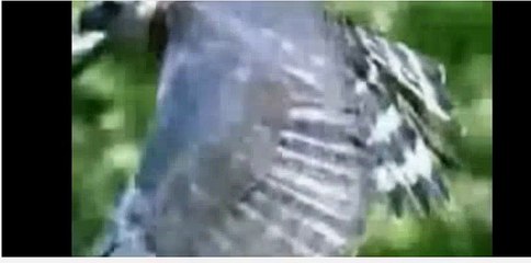 Eagle attacks Wolf, Man, other Animals