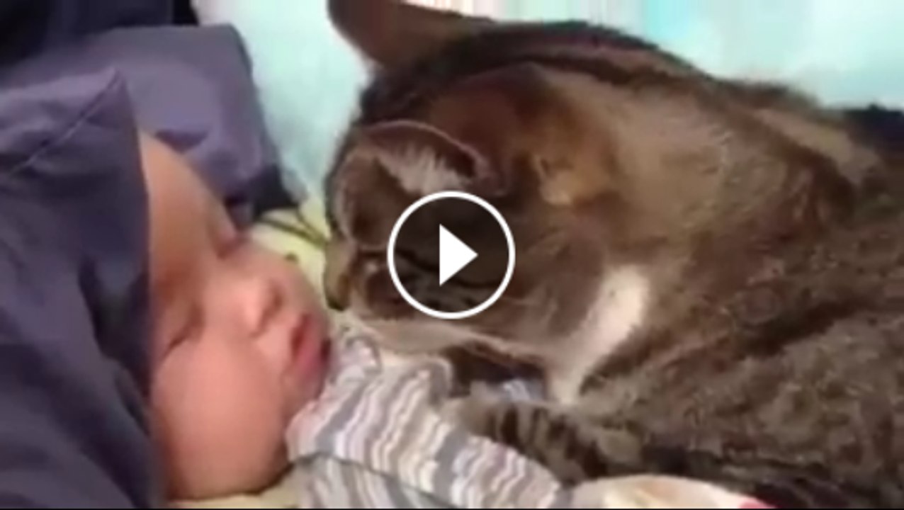 Gatos y Niños