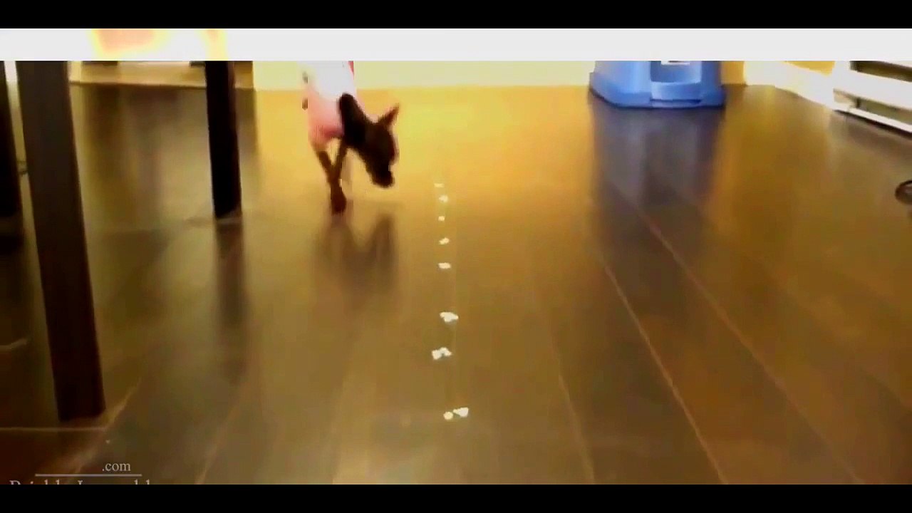 Funny Animal Videos