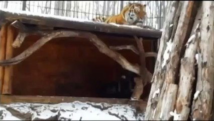 Cool Friends Always Together...Awesome animals