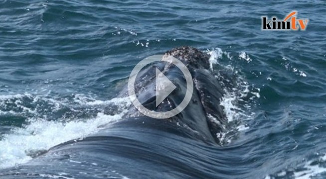 Perubahan iklim jejas teruk kehidupan paus