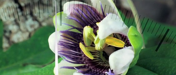 Bande-annonce Racing Extinction - Discovery