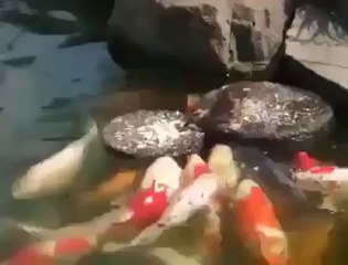 On a donné à manger à ce petit canard, ce qu'il fera de la nourriture est inimaginable !