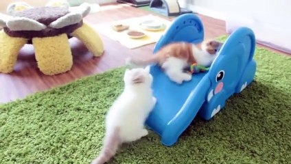 Avec ces petits chatons, jamais une glissade sur toboggan n'a été aussi belle