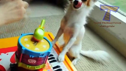 Funny animals playing instruments - Cute and funny animal compilation