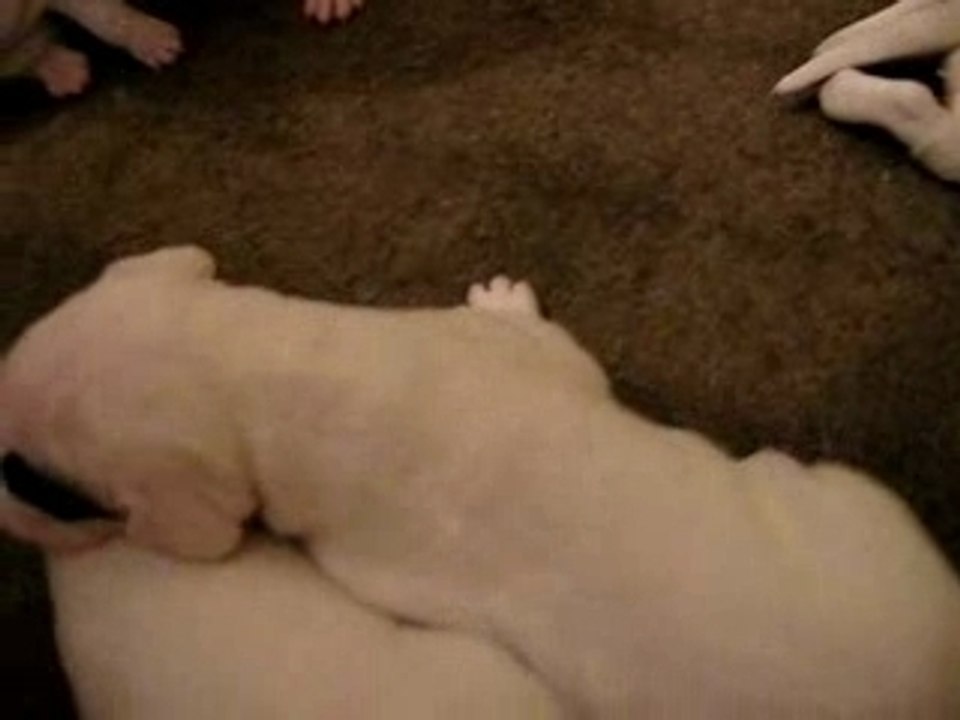 Chiots Cerro de los condores 2