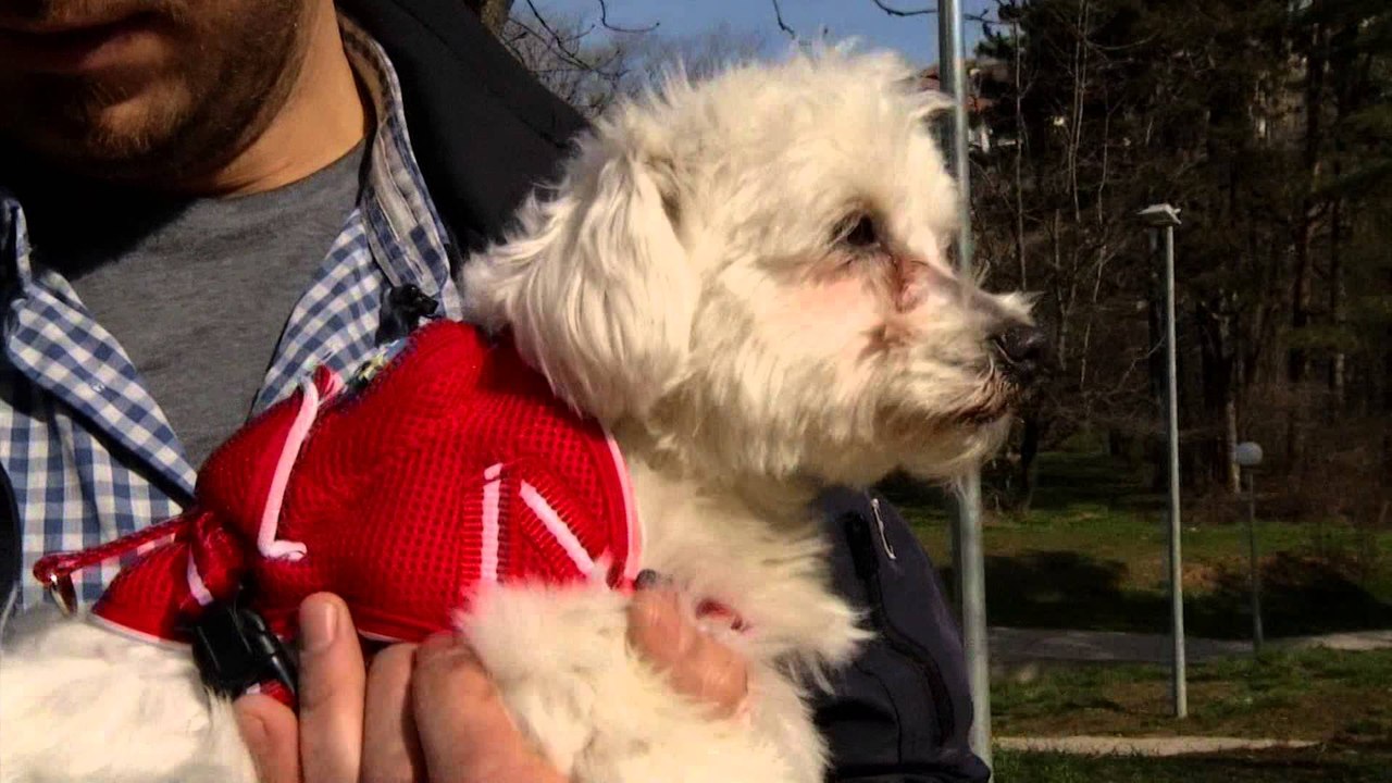 Fisi Faunes - Sezoni 3 / Episodi 2