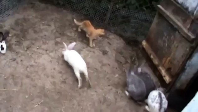 Котёнок в гостях у кроликов. Забавный котёнок донимает кролей