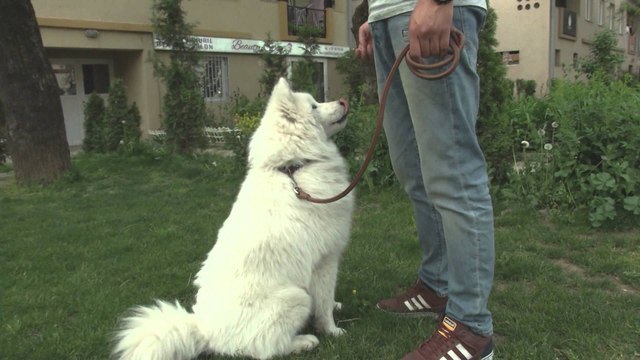 Fisi Faunes - Sezoni 3 / Episodi 4