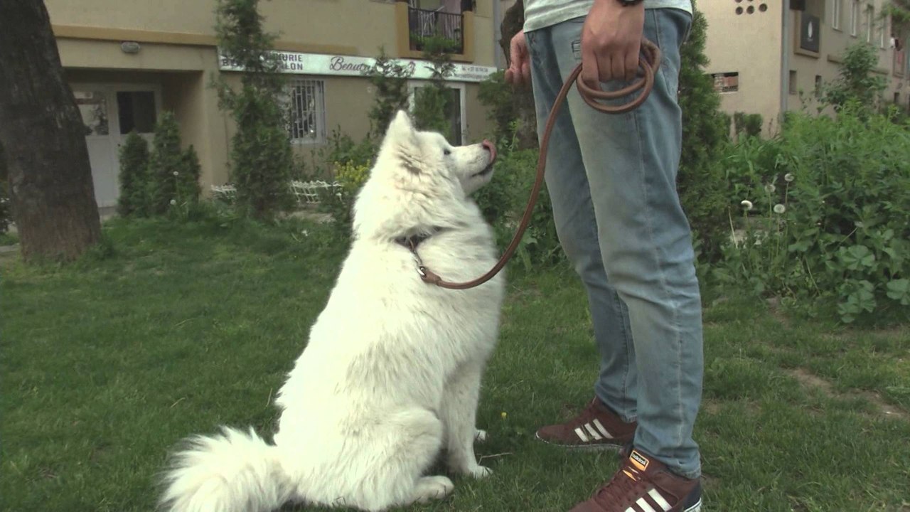 Fisi Faunes - Sezoni 3 / Episodi 4